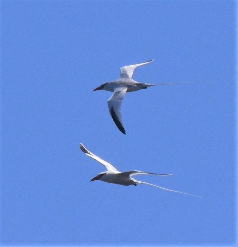 Red-billed Tropicbird - ML143691281