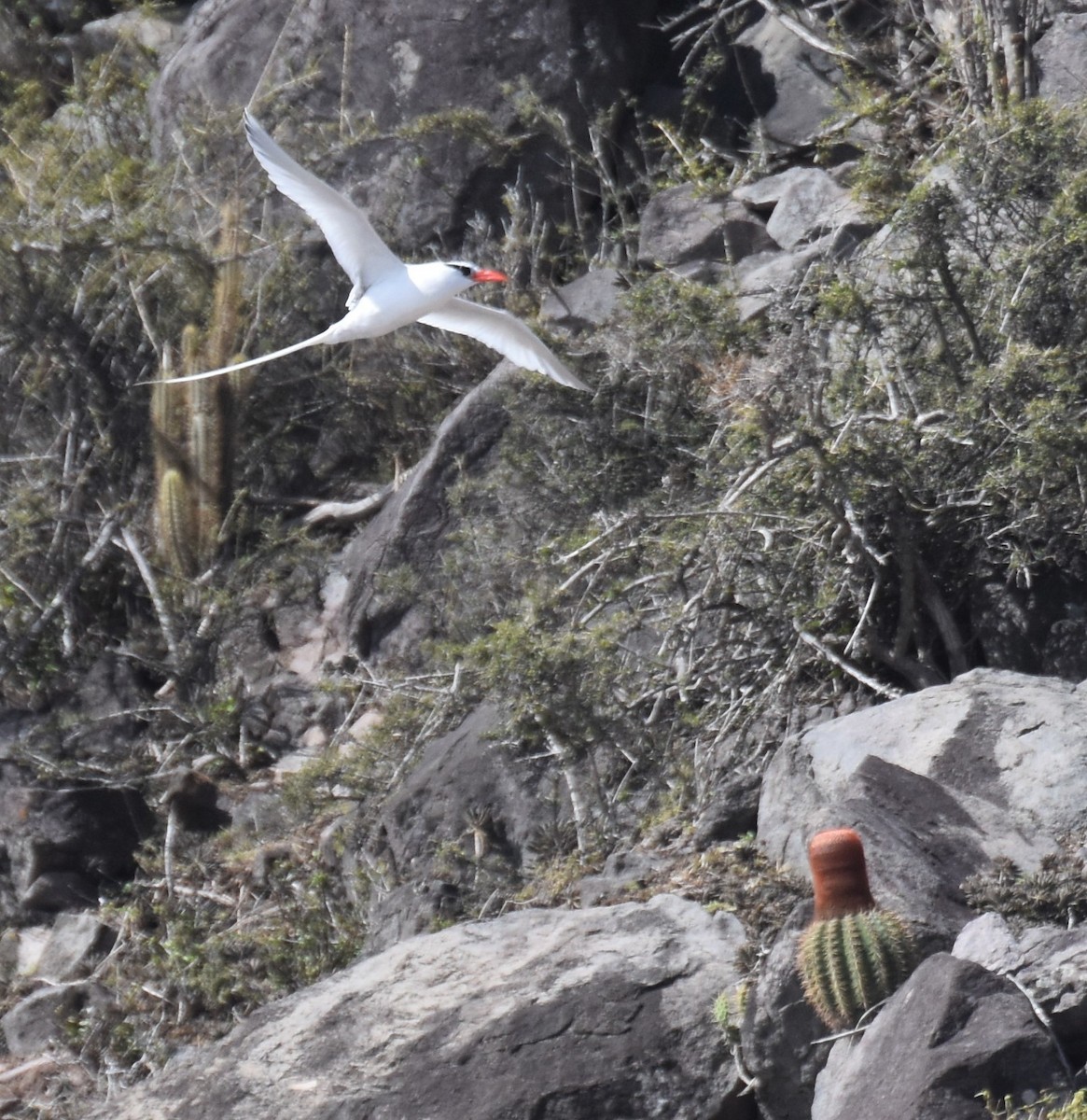 Red-billed Tropicbird - ML143691331