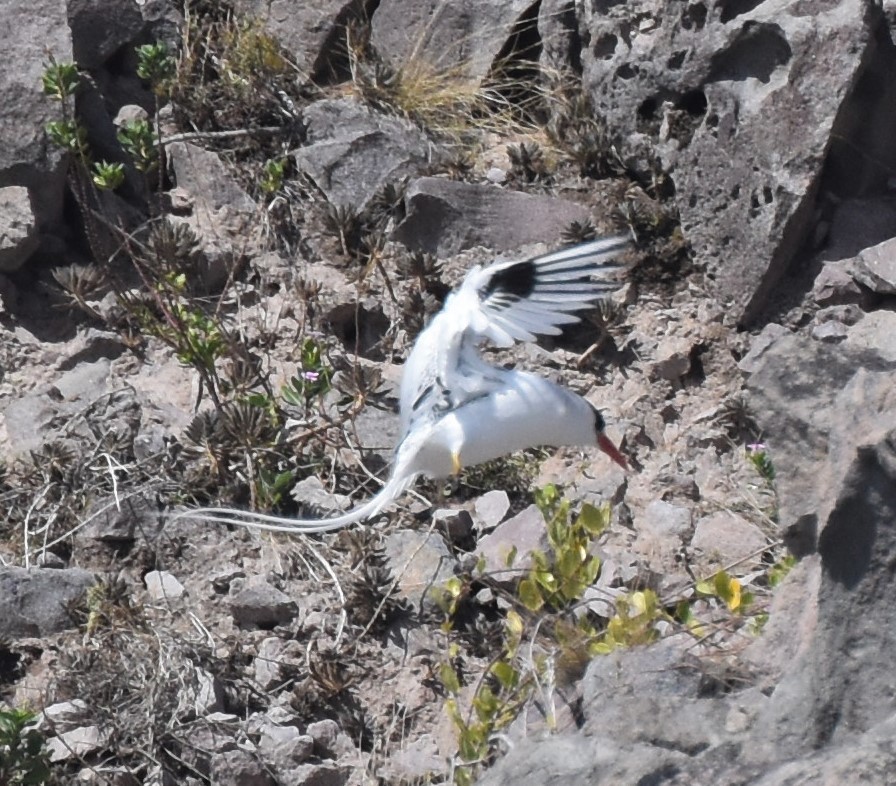 Rabijunco Etéreo - ML143691421