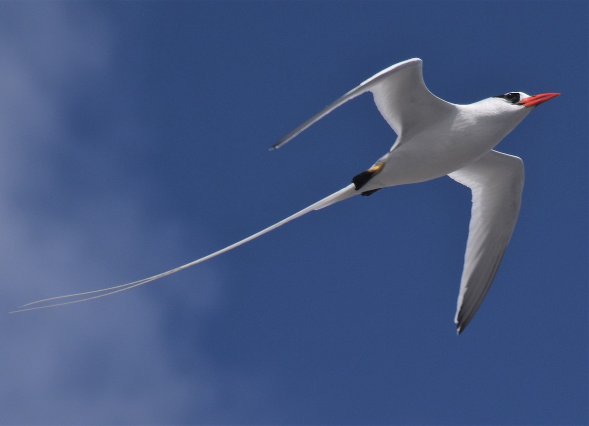 Red-billed Tropicbird - ML143691471