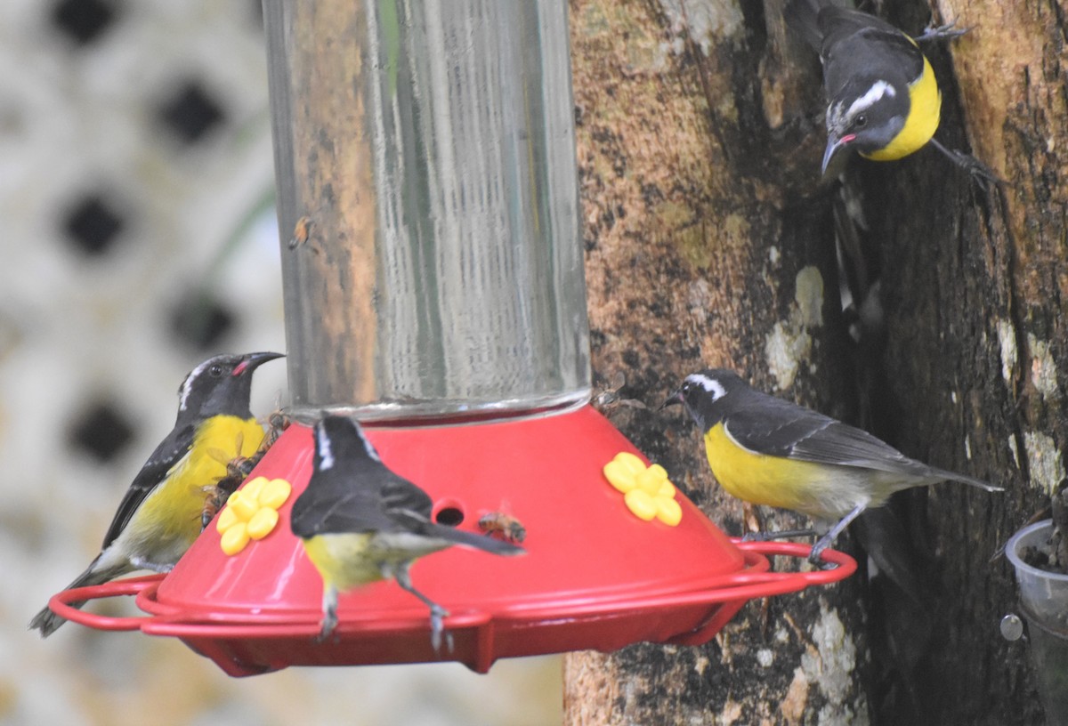 Bananaquit - ML143692031
