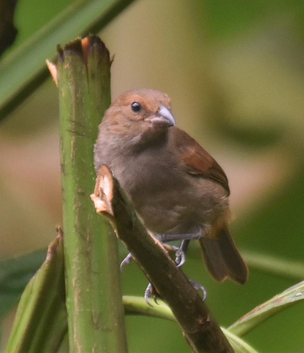 Lesser Antillean Bullfinch - ML143692091