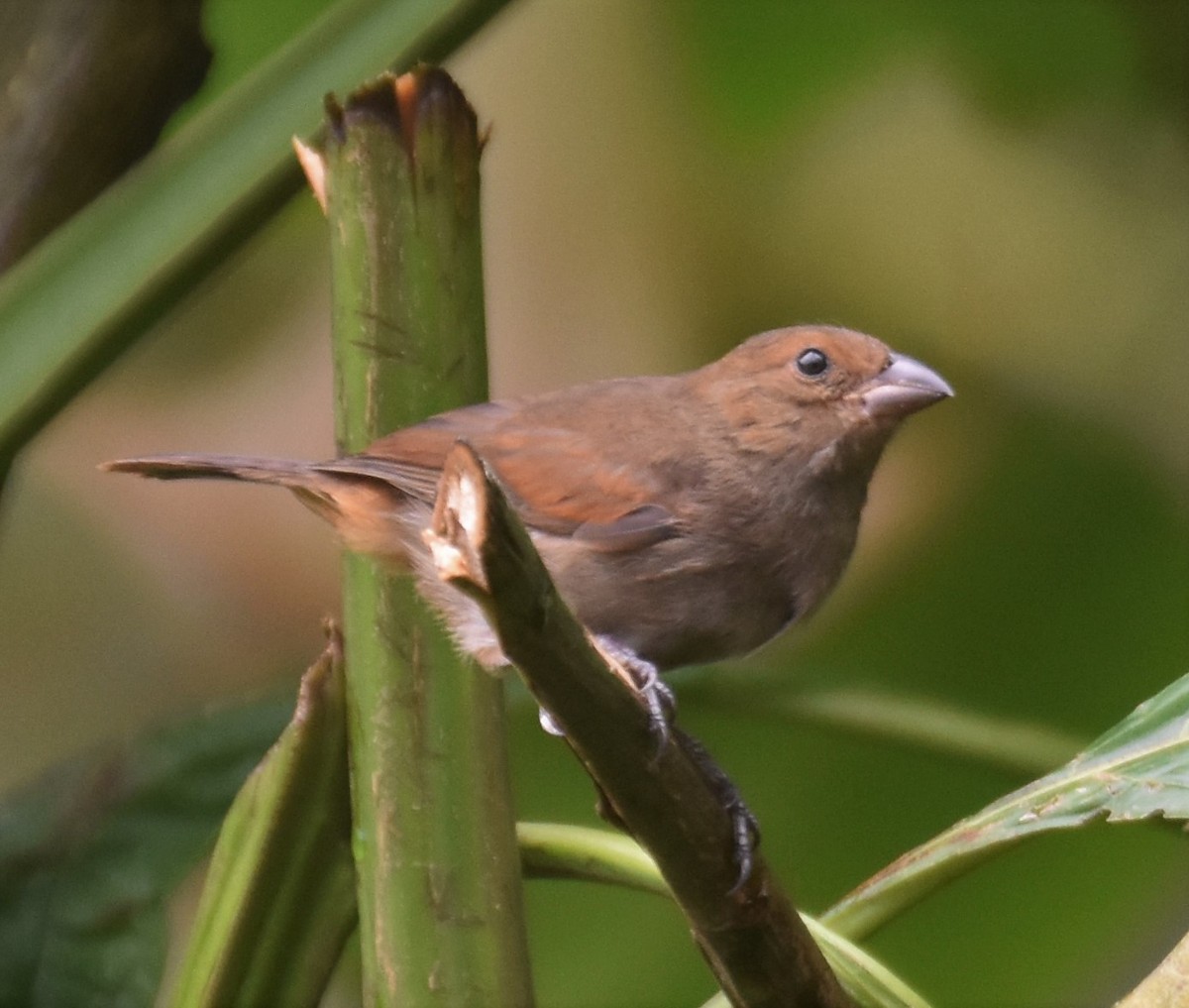 Lesser Antillean Bullfinch - ML143692111