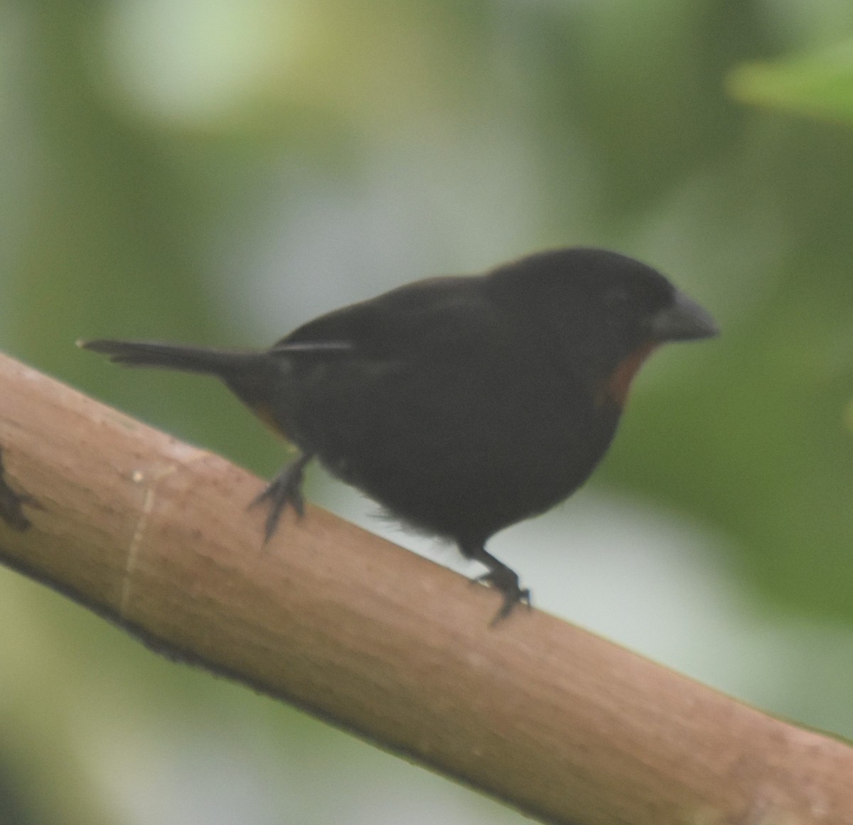 Lesser Antillean Bullfinch - ML143692171