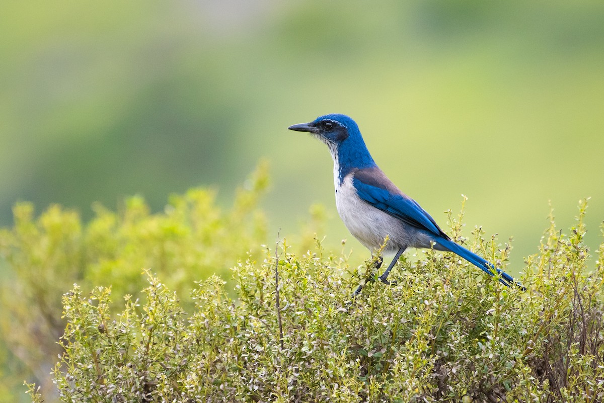 Island Scrub-Jay - ML143694061