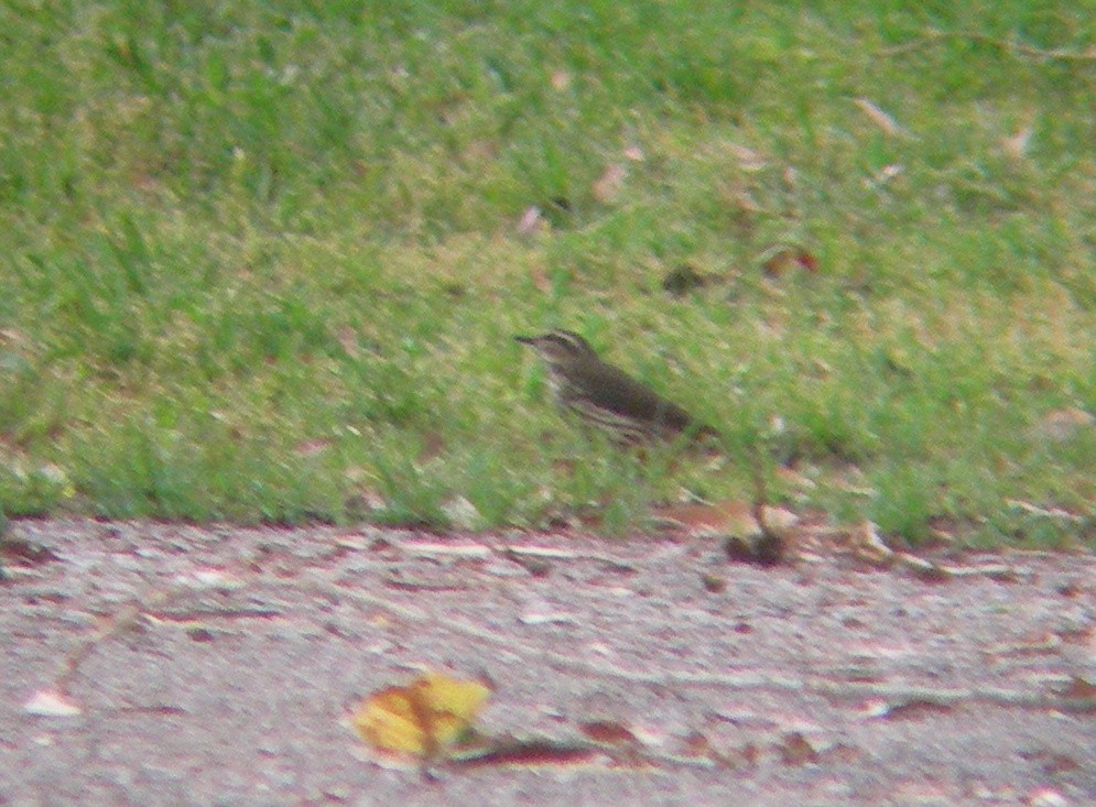 Northern Waterthrush - ML143694141