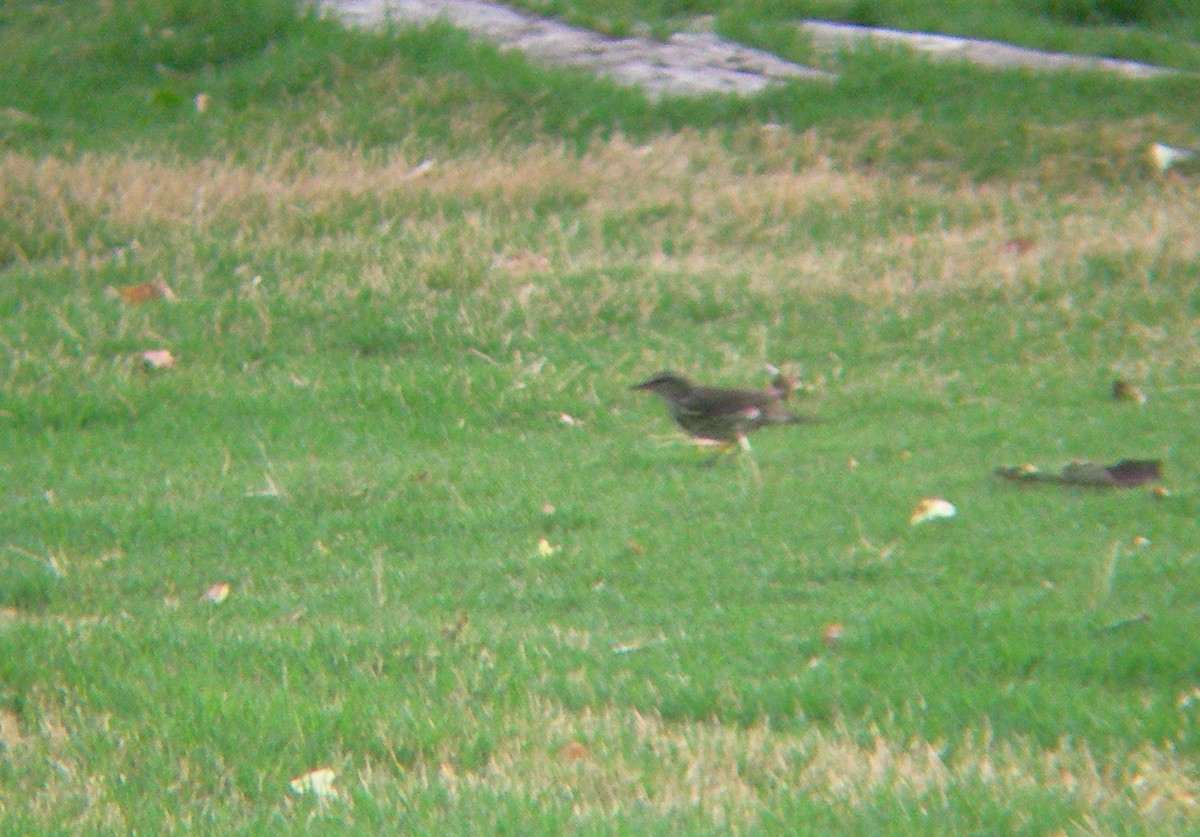 Northern Waterthrush - ML143694581