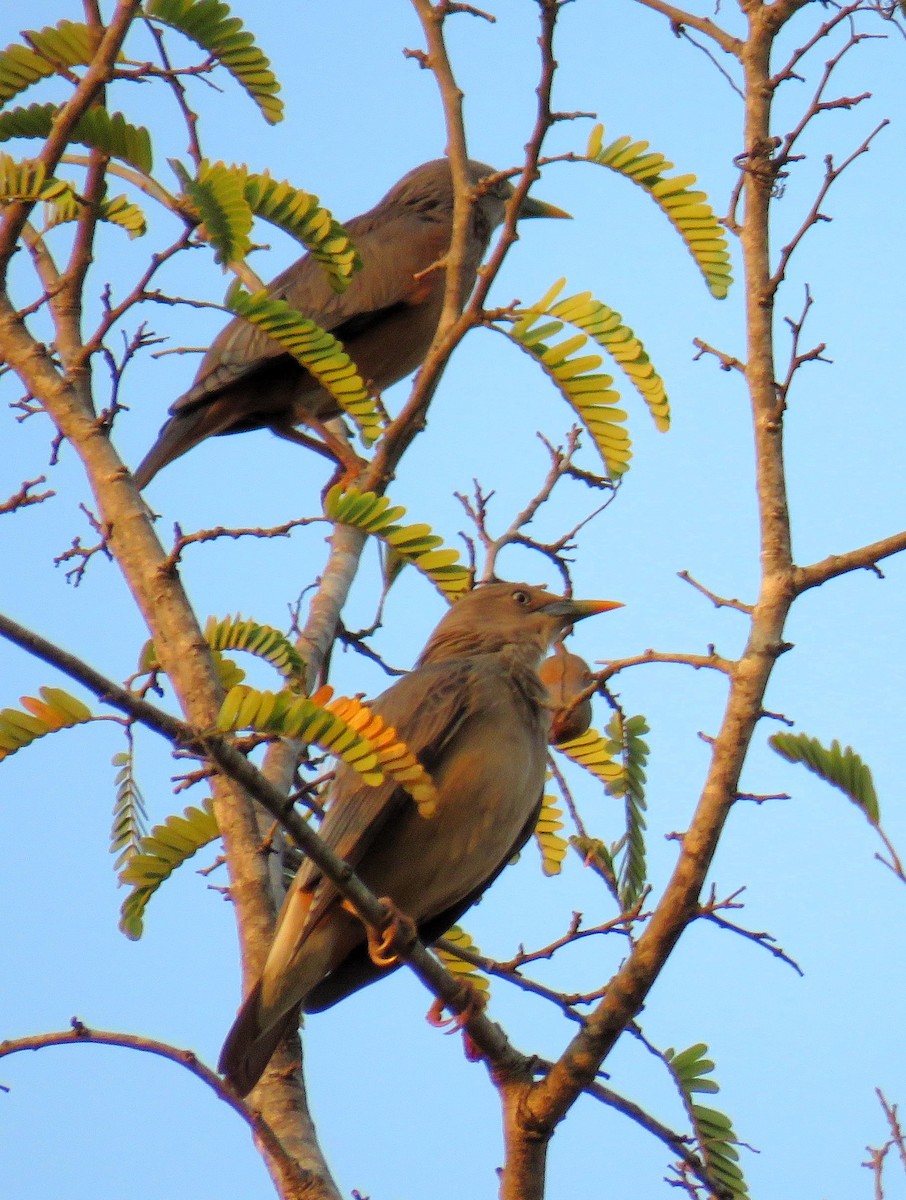 Chestnut-tailed Starling - ML143694711