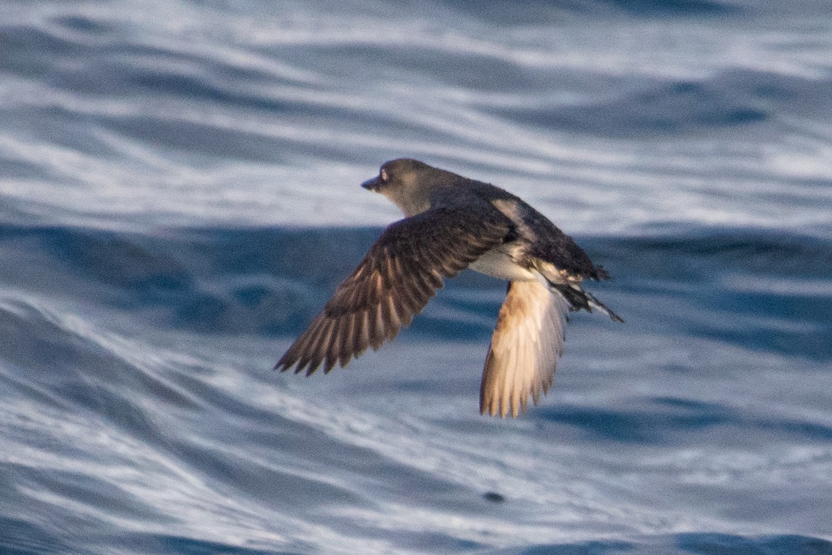 Cassin's Auklet - ML143695141