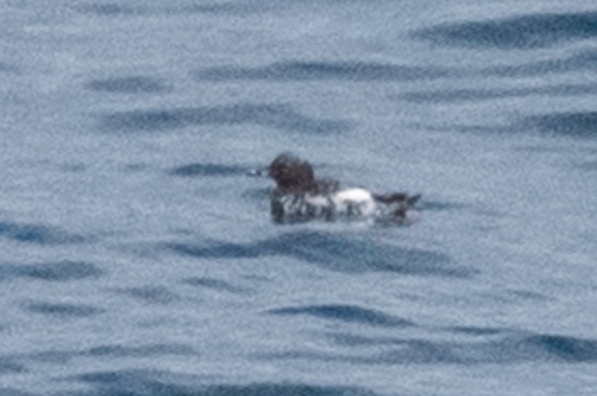 Pigeon Guillemot - ML143695521