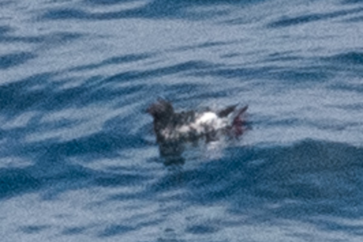 Pigeon Guillemot - ML143695531