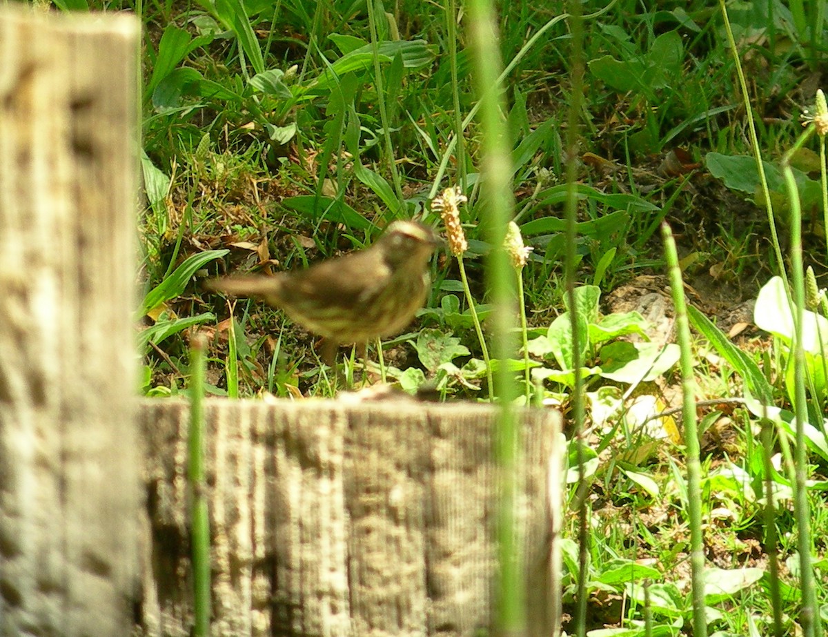 Northern Waterthrush - ML143696381