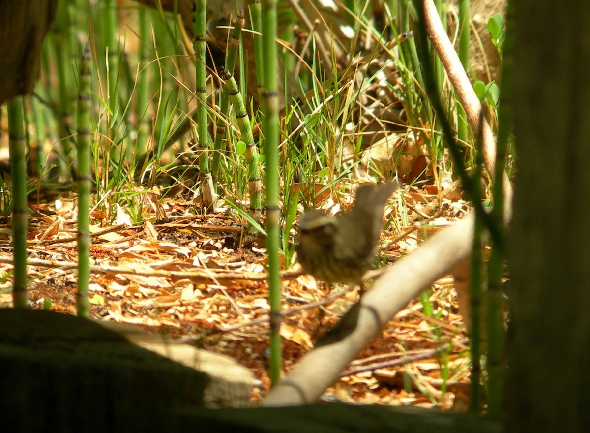 Northern Waterthrush - ML143696391