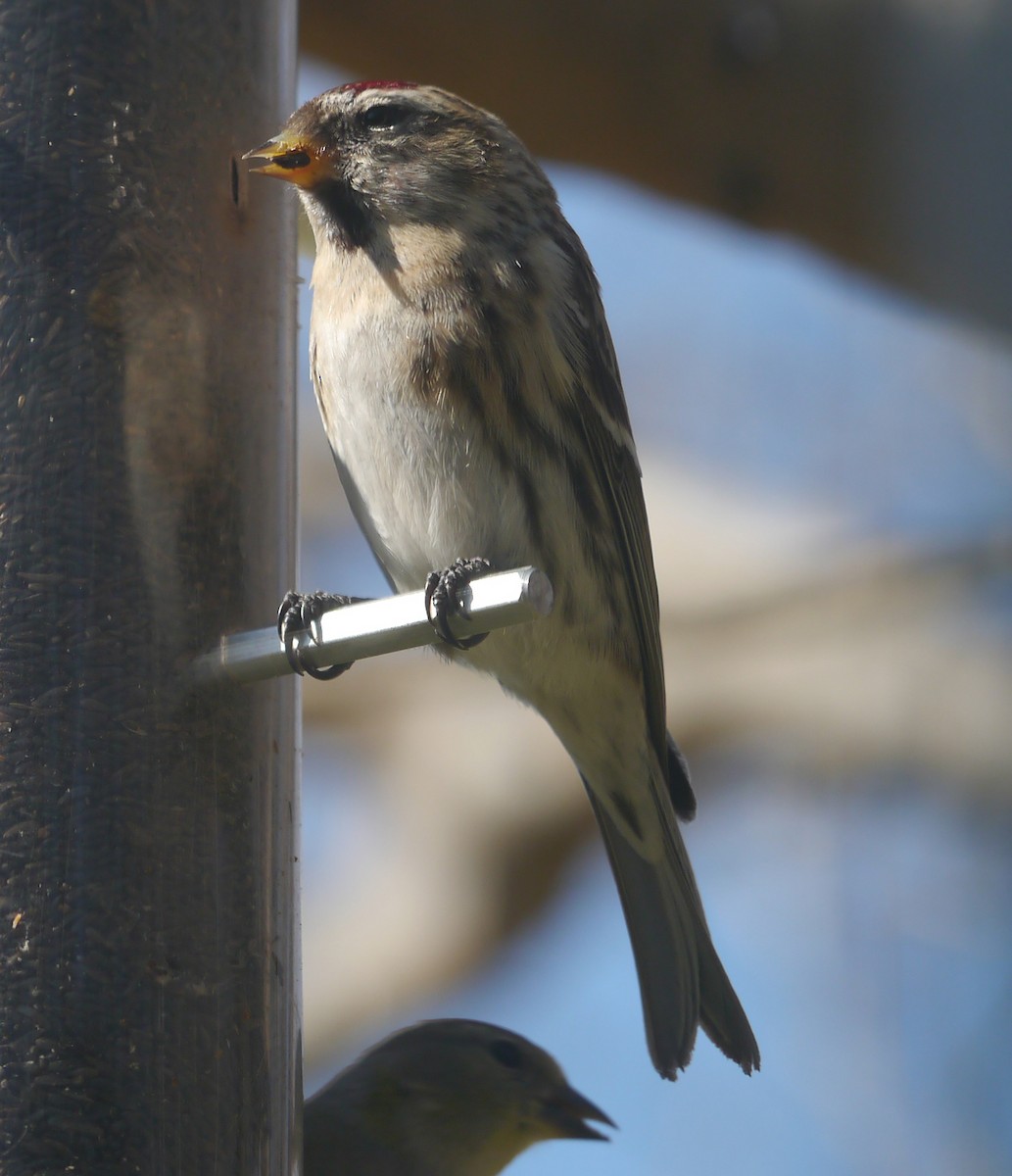 Redpoll (Common) - ML143698641