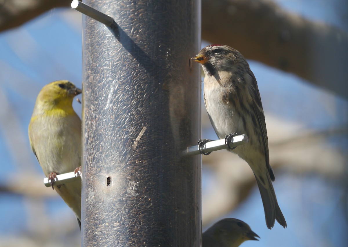 Common Redpoll - ML143698681