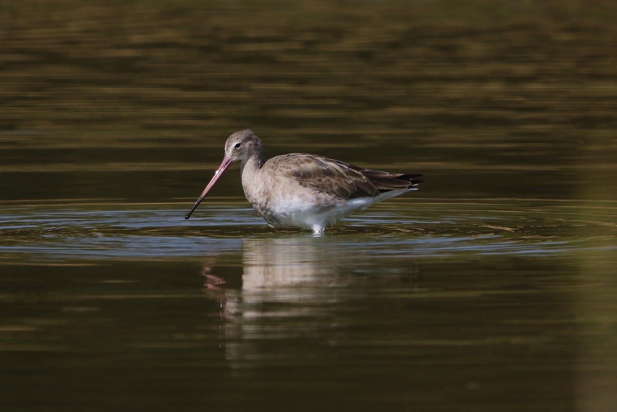 Black-tailed Godwit - Bhaarat Vyas