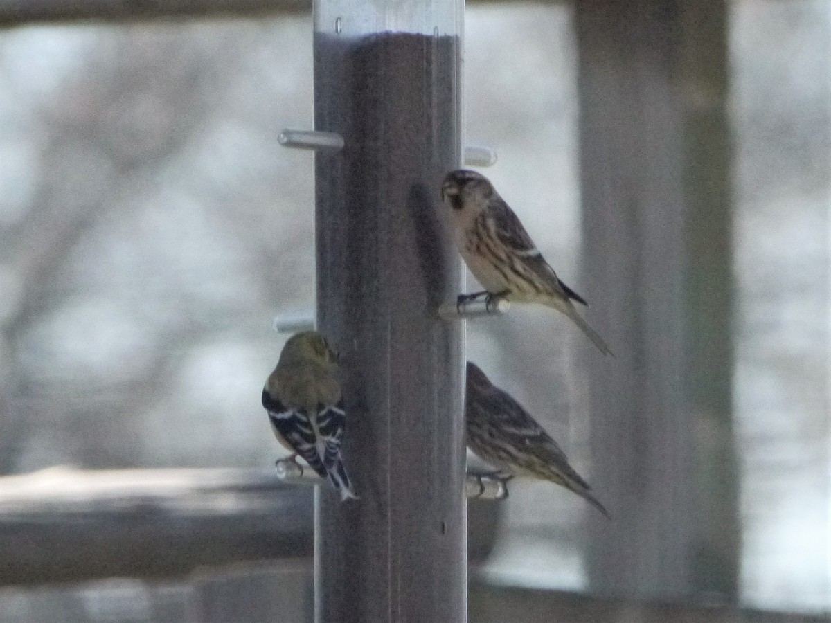 Redpoll (Common) - ML143699571