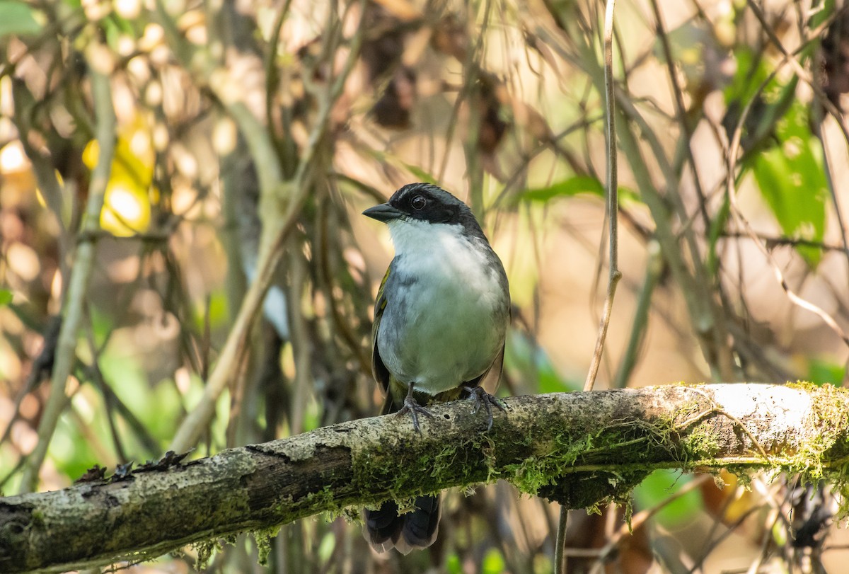 Costa Rican Brushfinch - Rio Dante