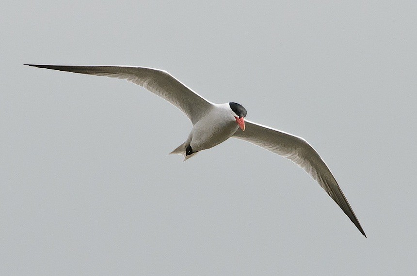 Caspian Tern - Richard Stern