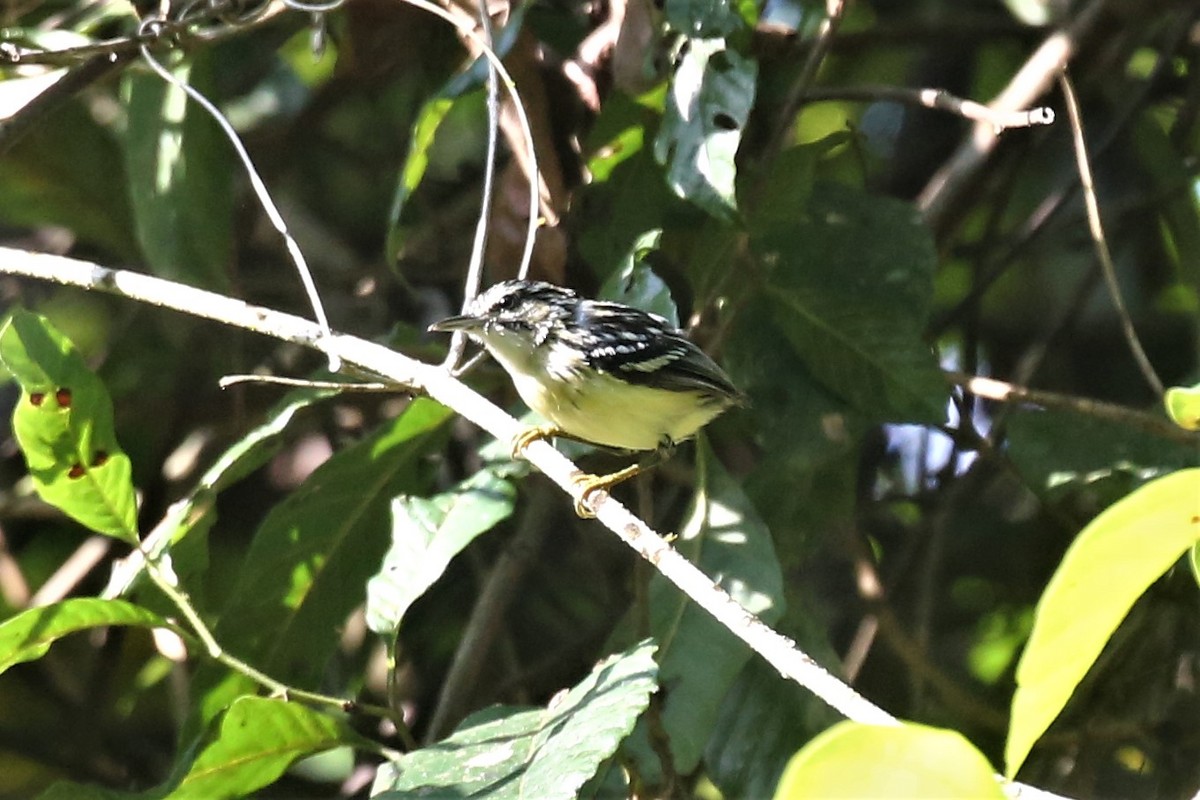 Moustached Antwren - ML143704801