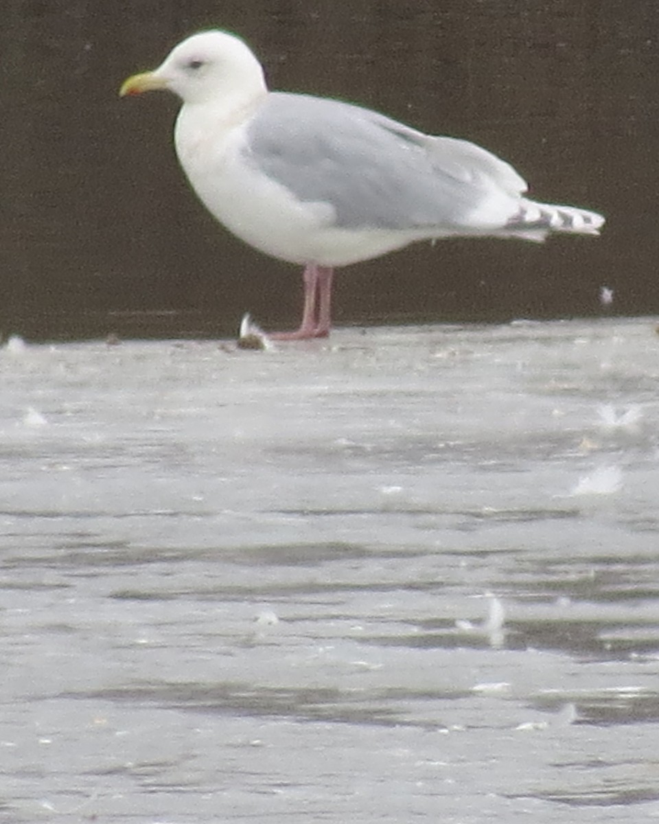 Iceland Gull - ML143705191