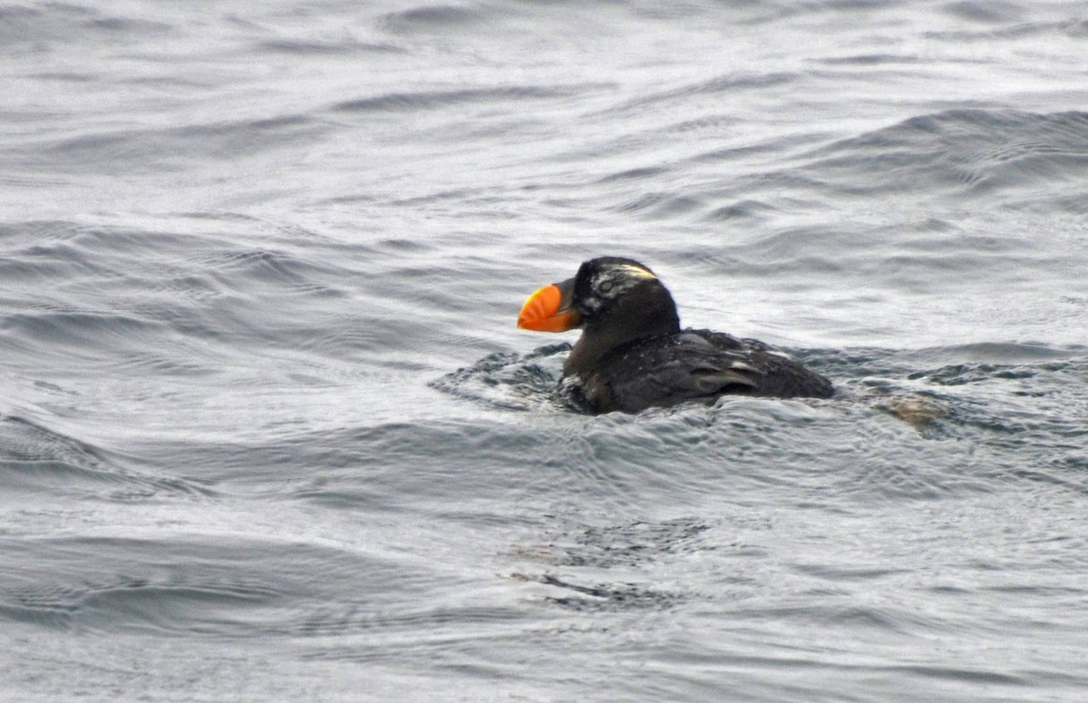 Tufted Puffin - Adam Wood