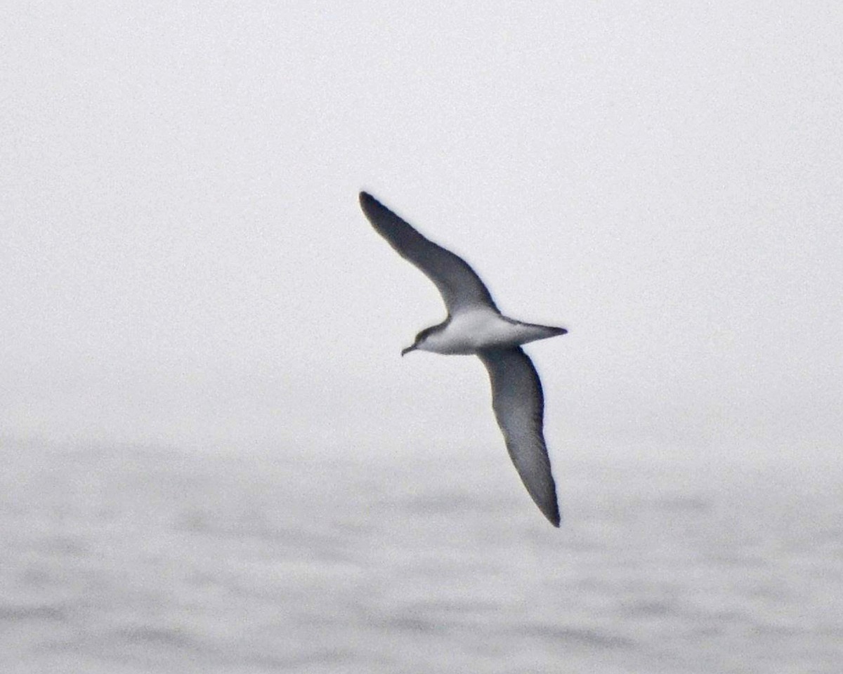 Buller's Shearwater - ML143705591