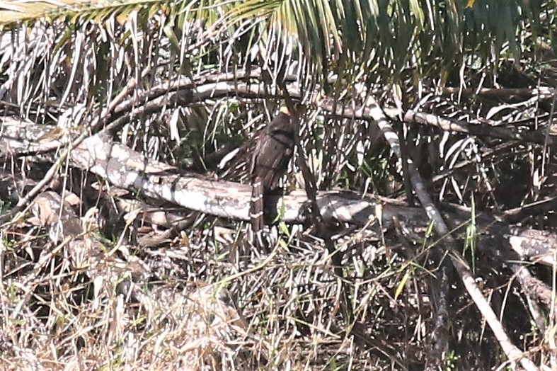 Collared Forest-Falcon - ML143707031