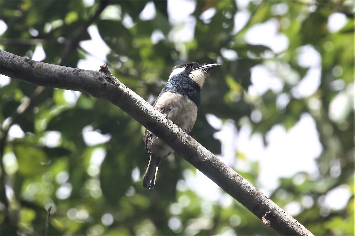 Black-breasted Puffbird - ML143707261