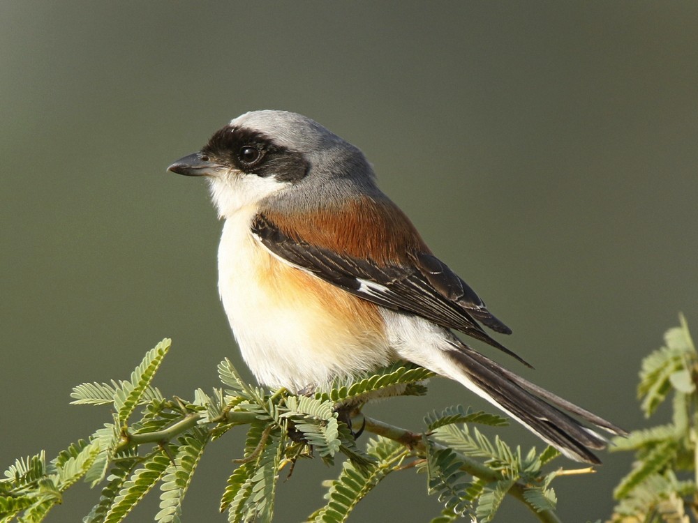 Bay-backed Shrike - ML143707751