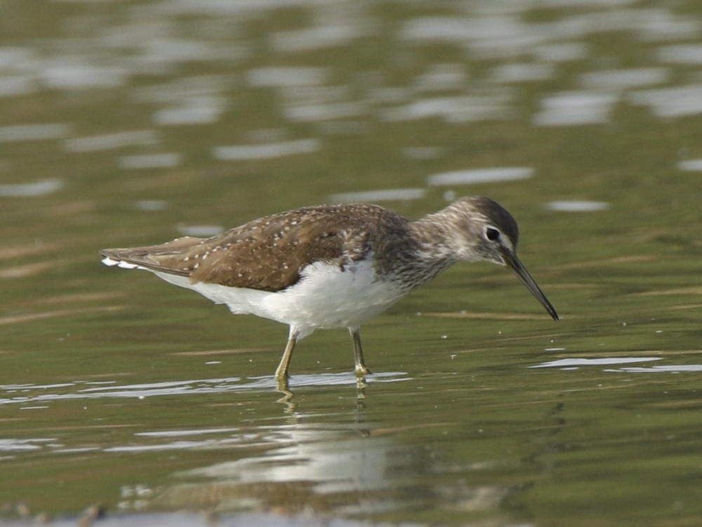 Green Sandpiper - ML143708061