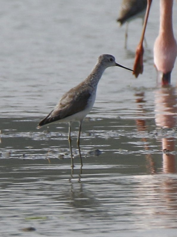 Marsh Sandpiper - ML143708201