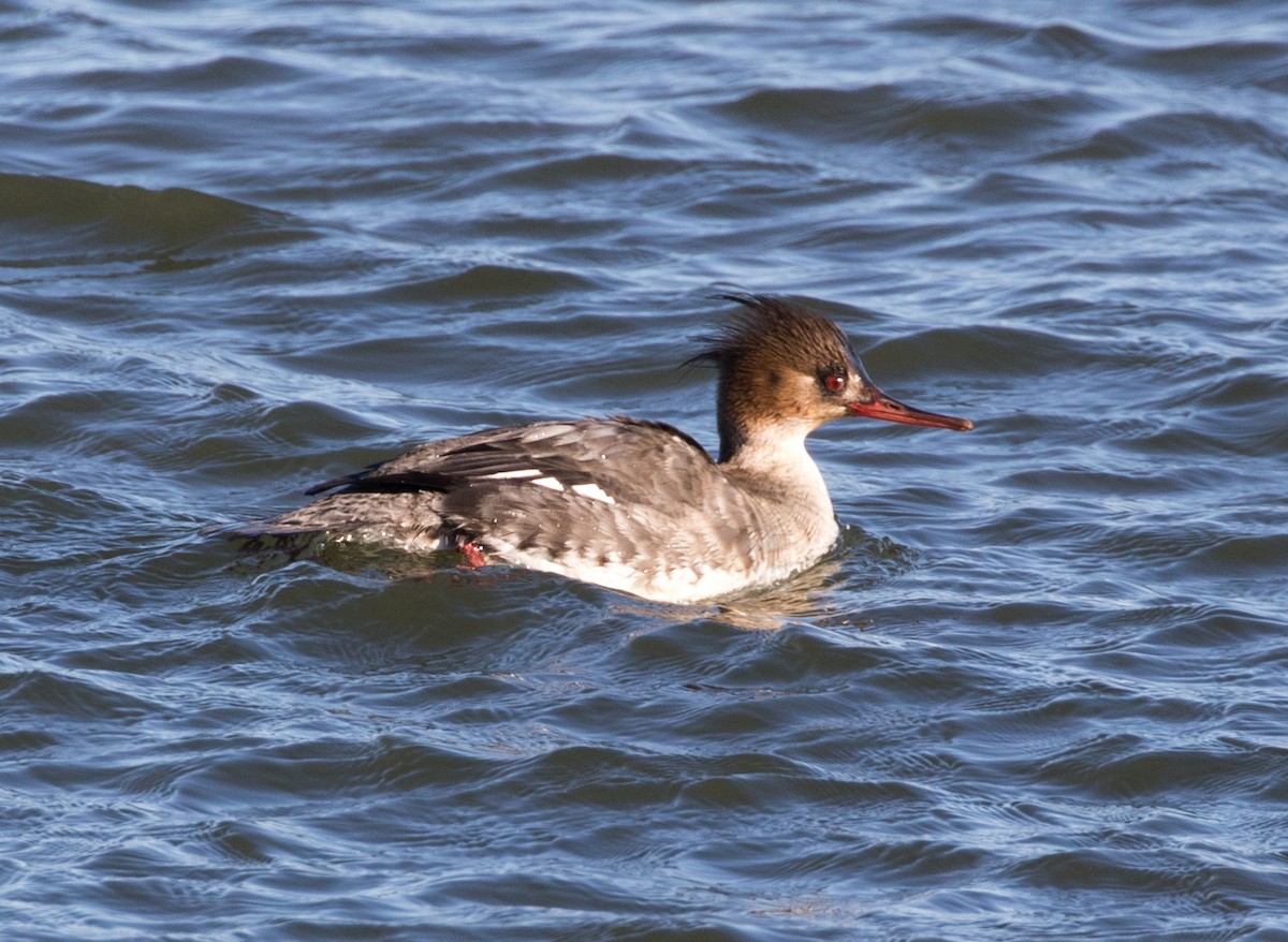 Red-breasted Merganser - ML143708581