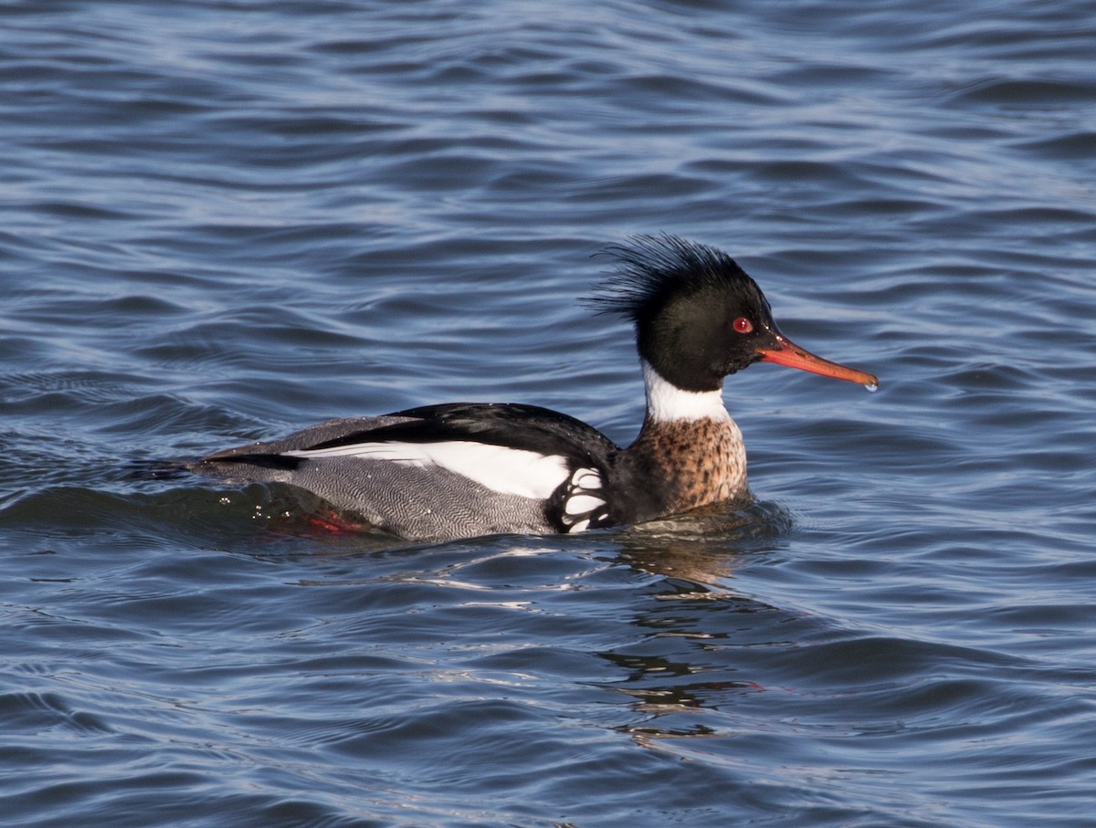 Red-breasted Merganser - ML143708591