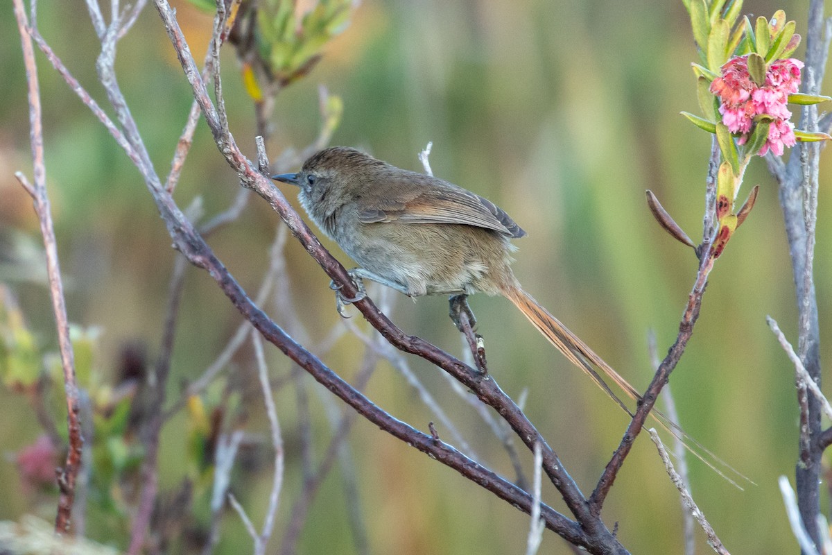 Perija Thistletail - ML143708611