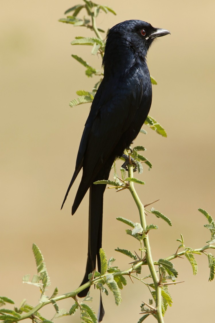 Black Drongo - Subhadra Devi