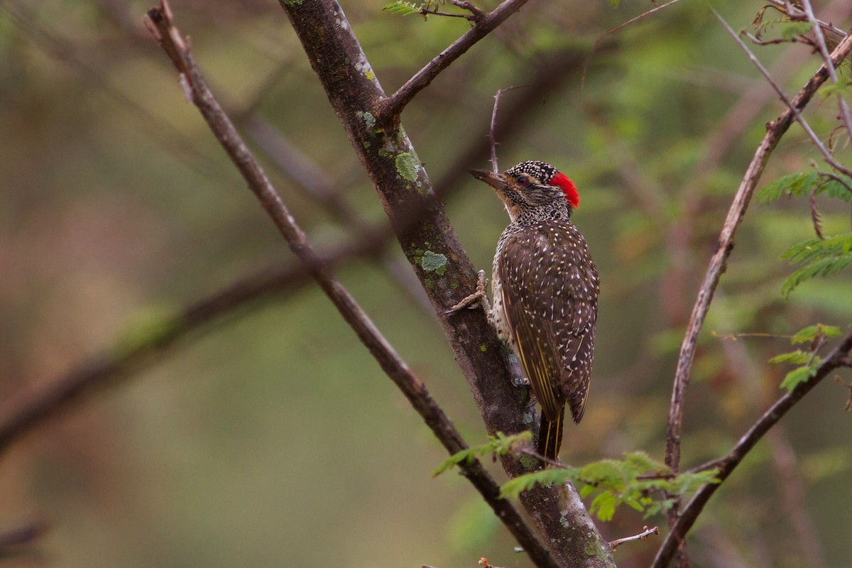 Nubian Woodpecker - ML143710031