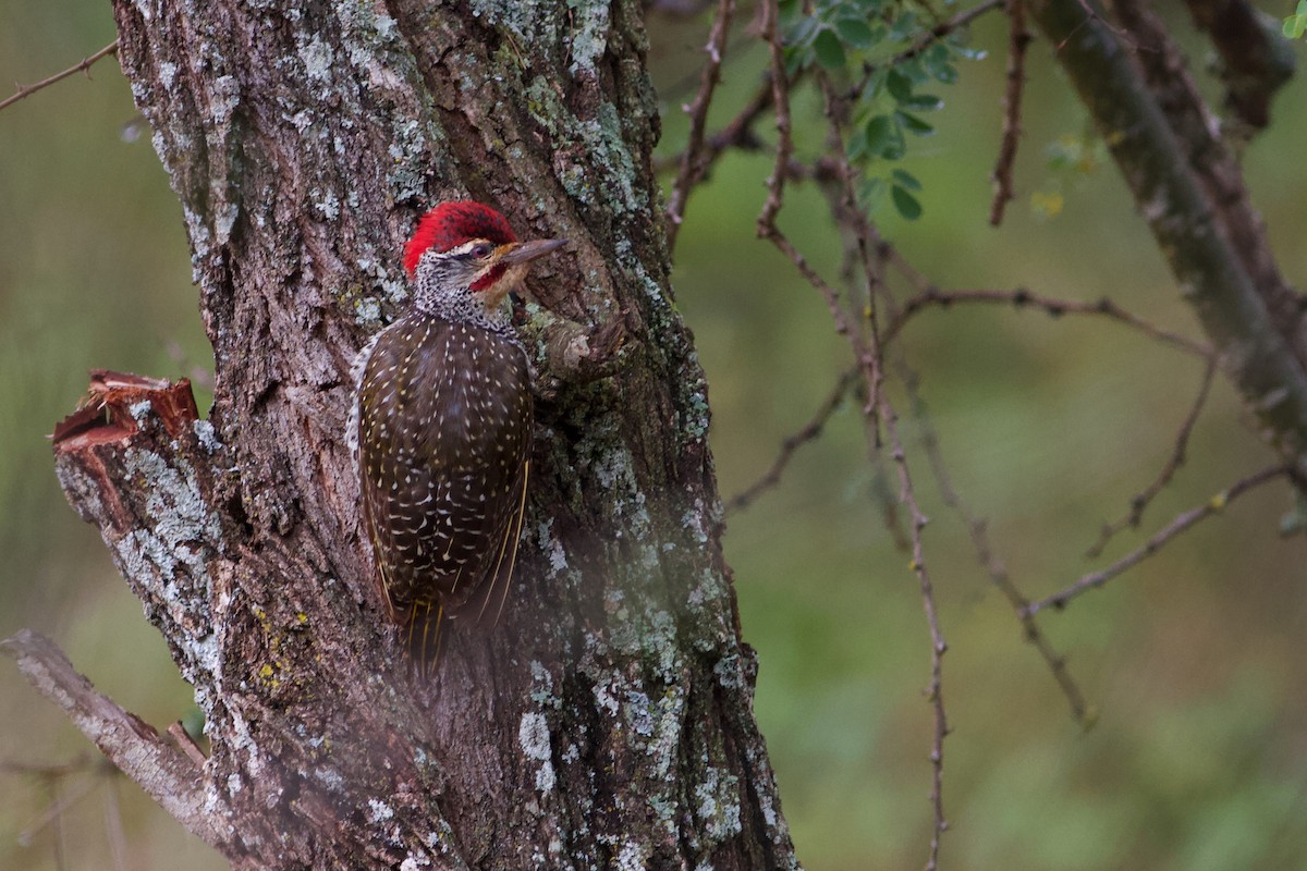 Nubian Woodpecker - ML143710041