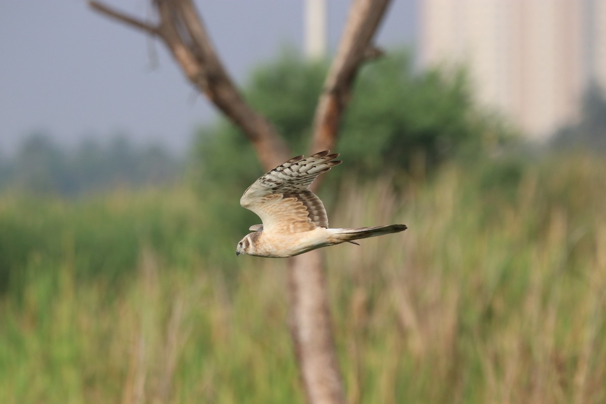 Pallid Harrier - ML143710281