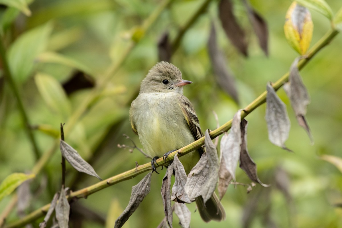 Lesser Elaenia - ML143710331