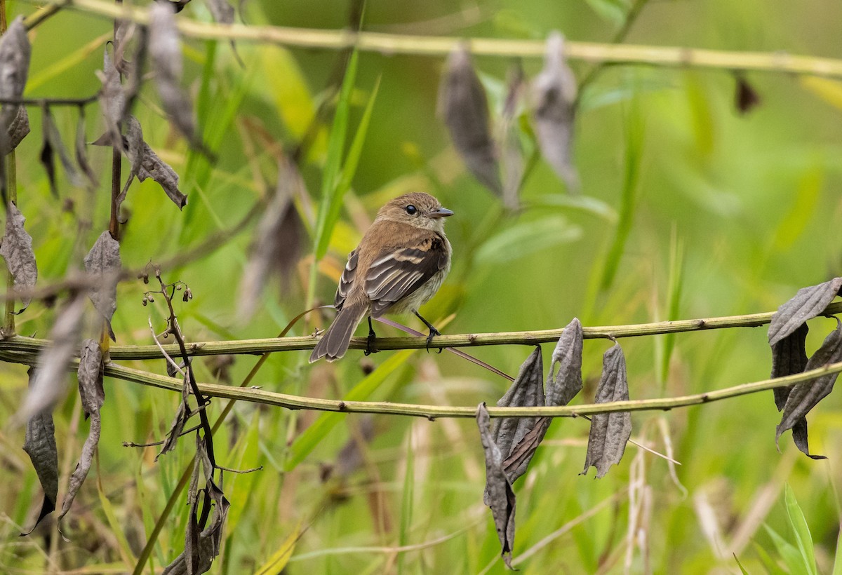 Bran-colored Flycatcher - ML143710401