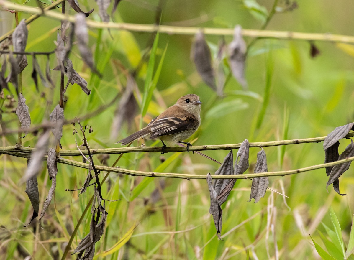 Bran-colored Flycatcher - ML143710431