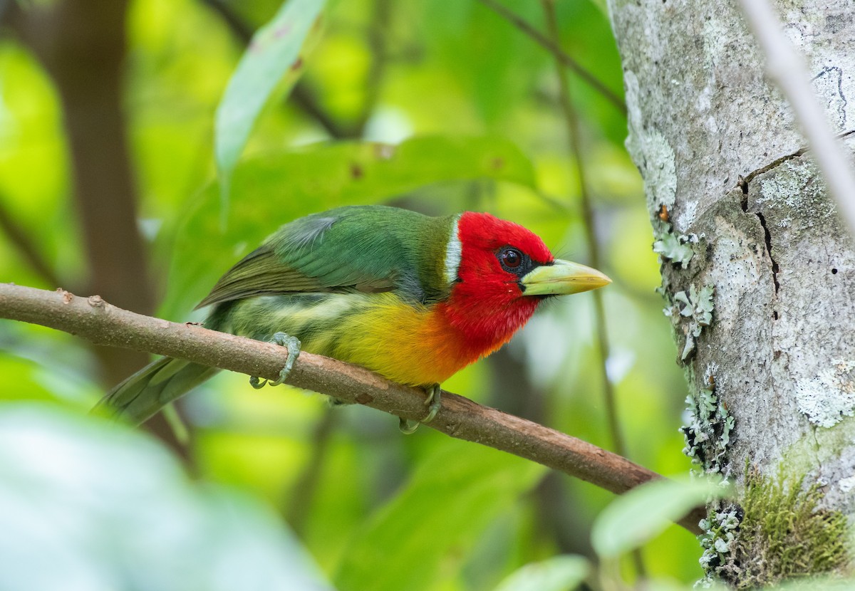 Kırmızı Başlı Barbet - ML143710841