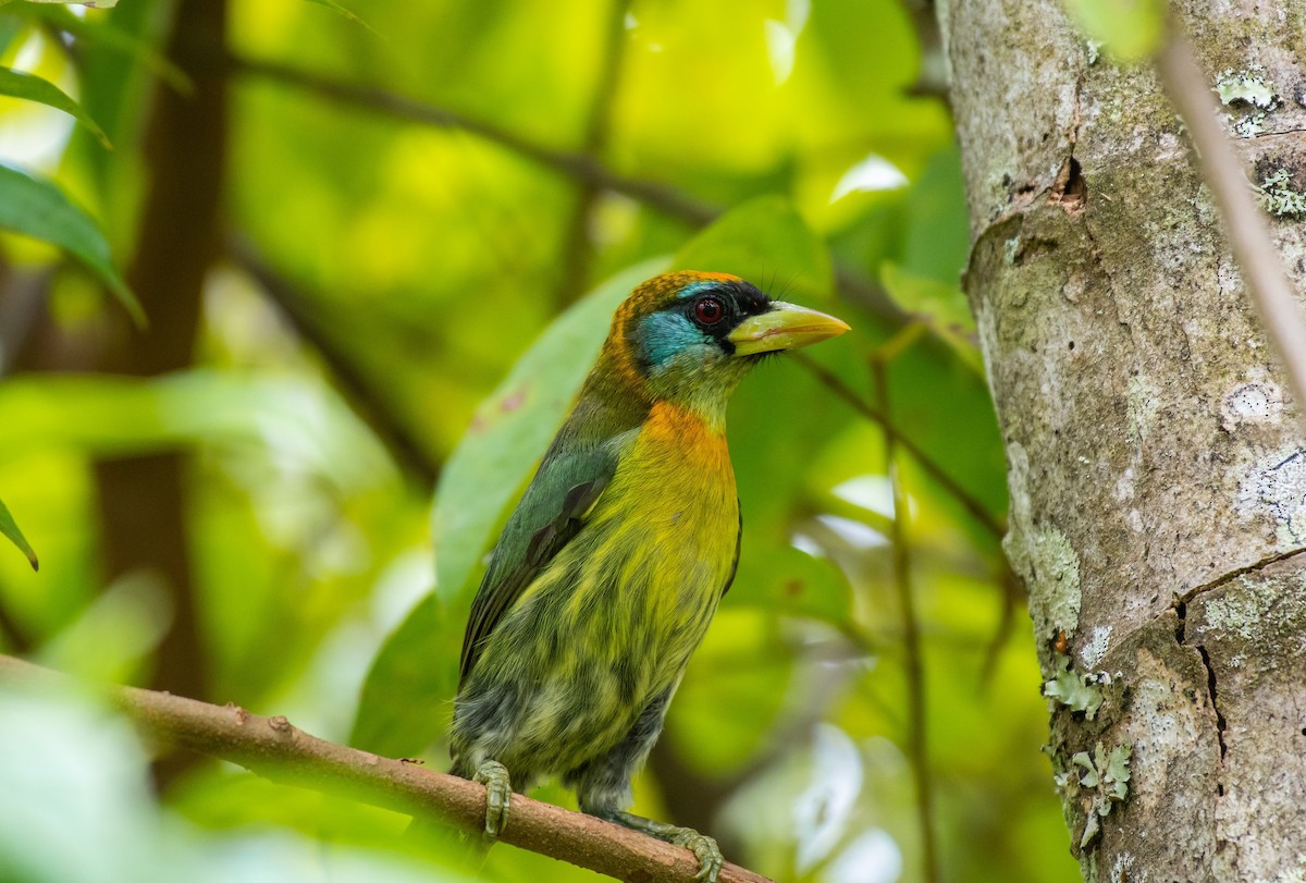 Red-headed Barbet - ML143710881