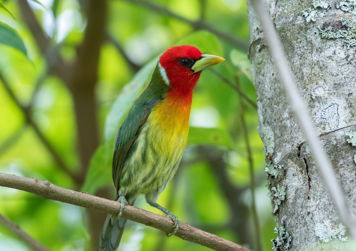 Red-headed Barbet - ML143710911