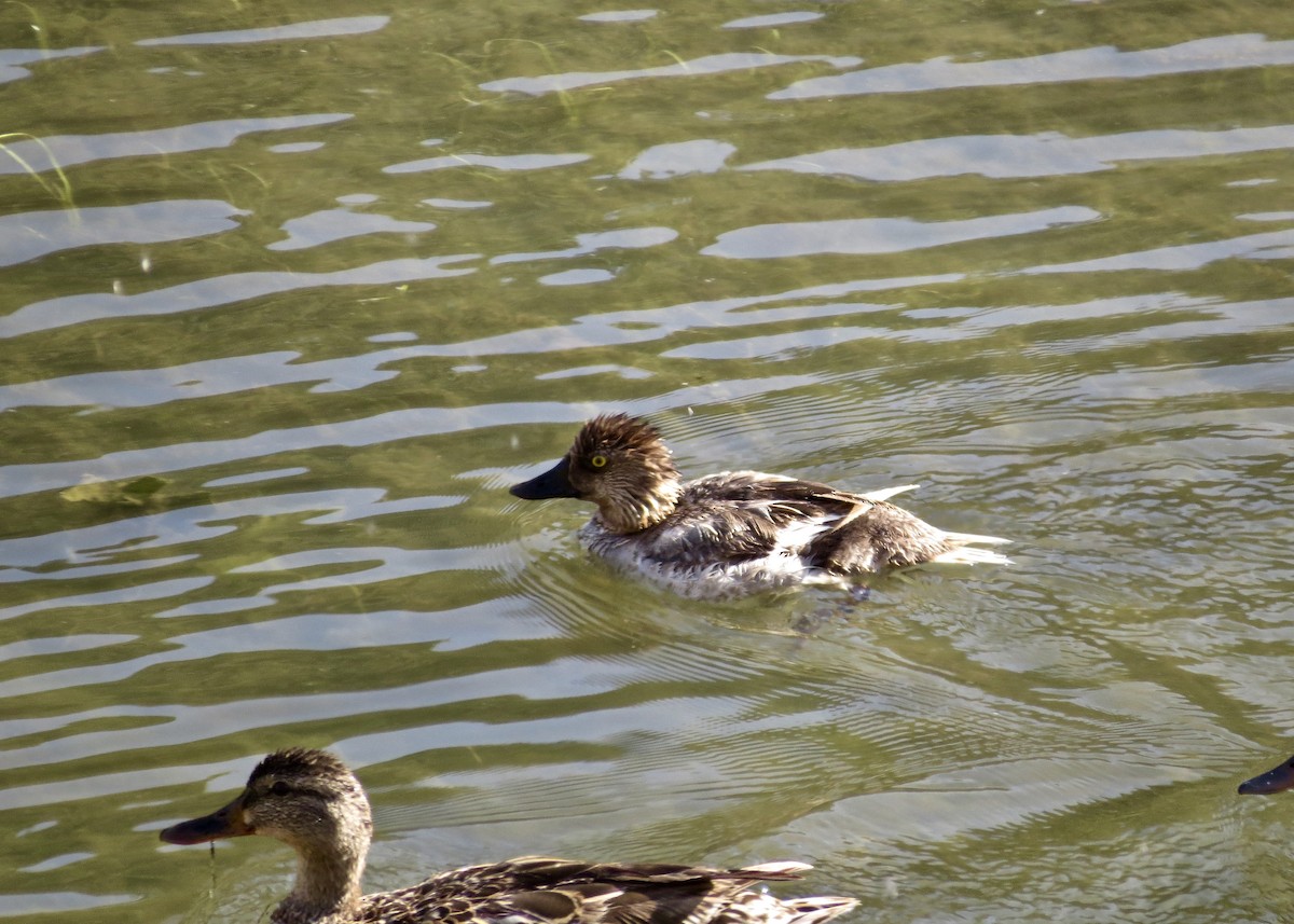 Common Goldeneye - ML143712341