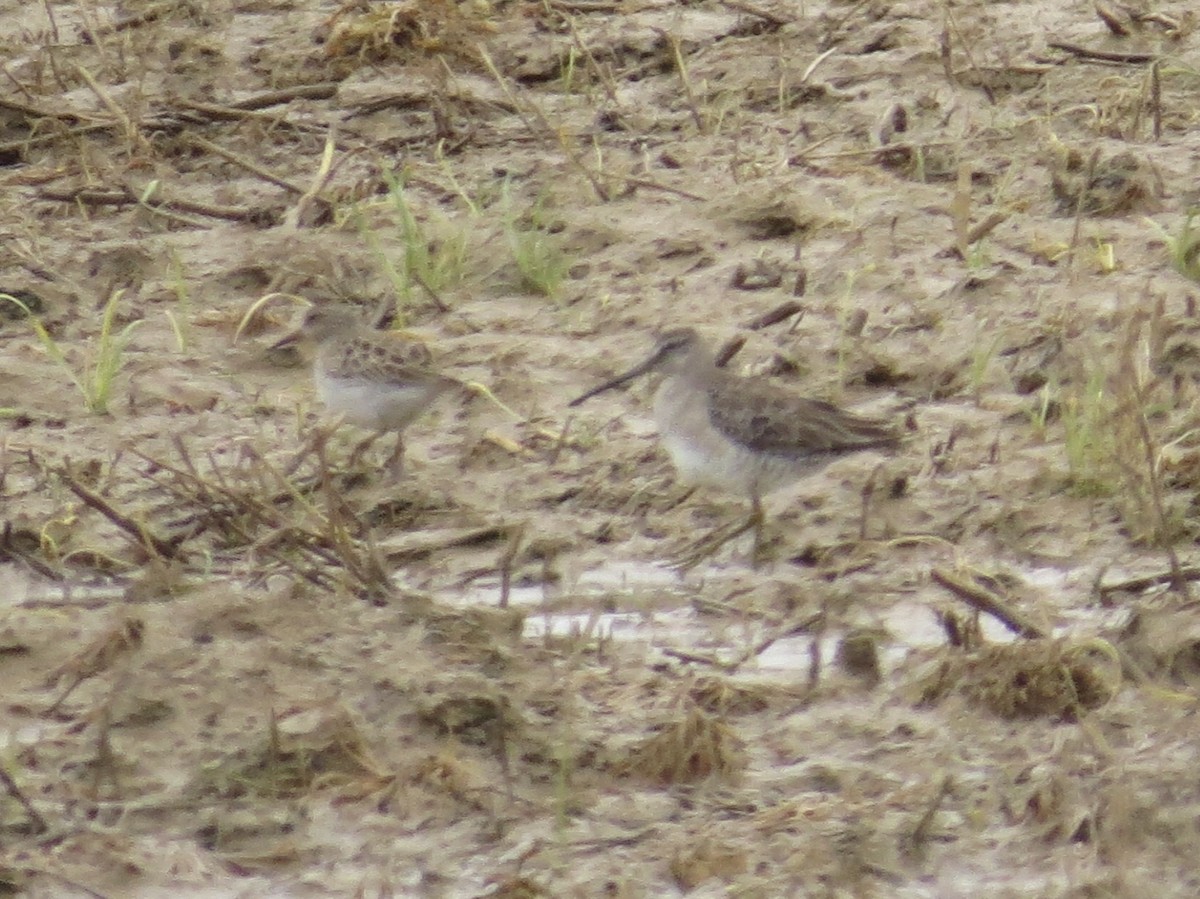 Pectoral Sandpiper - ML143714241