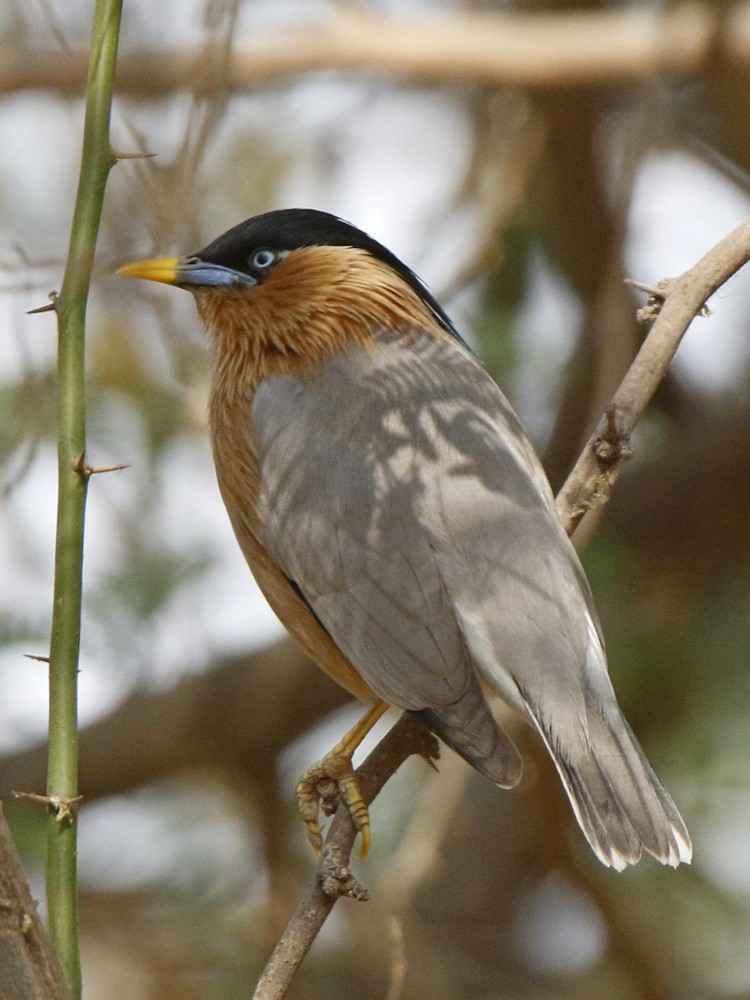 Brahminy Starling - ML143714651