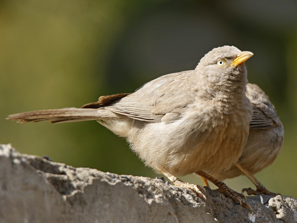 Jungle Babbler - ML143714741