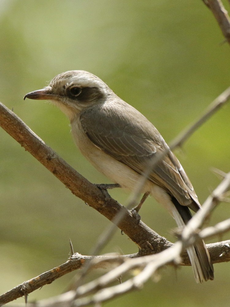 Common Woodshrike - ML143714821